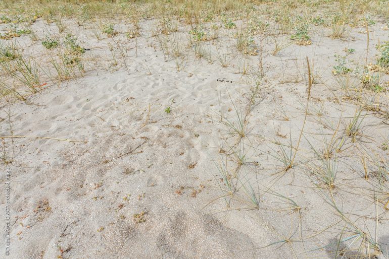 Песок на пляже Белосарайской косы