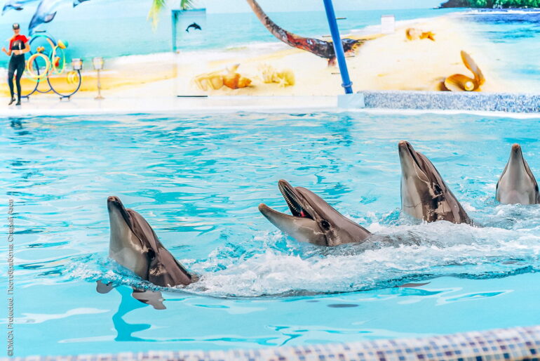 Обитатели дельфинария