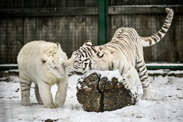 Белые тигры в зоопарке «Сафари»