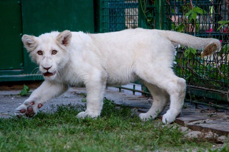 Белый лев в зоопарке «Сафари»
