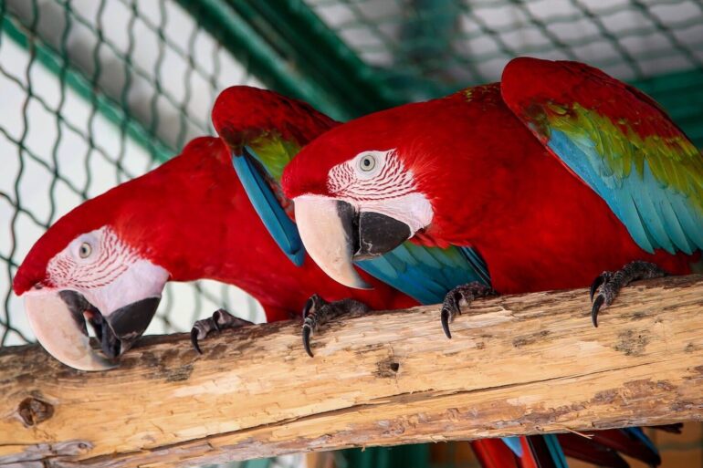 Попугаи ара зеленокрылые в зоопарке «Сафари»